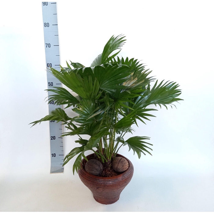 <h4>LIVISTONA ROTUNDIFOL</h4>