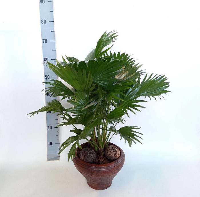 LIVISTONA ROTUNDIFOL