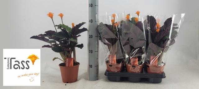 <h4>CALAT CROCATA</h4>