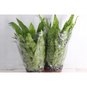 ASPLENIUM VARIADO P17