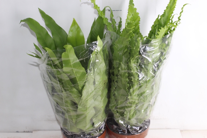 ASPLENIUM VARIADO P17