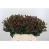 Hyp Mag Lightning