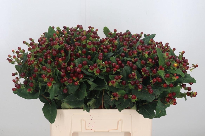 <h4>Hyp Mag Lightning</h4>