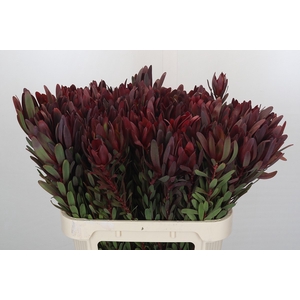 Leucadendron Saf Sunset Dark Red