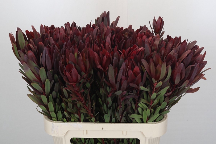 <h4>Leucadendron Saf Sunset Dark Red</h4>