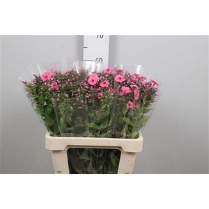 Phlox P Kiki