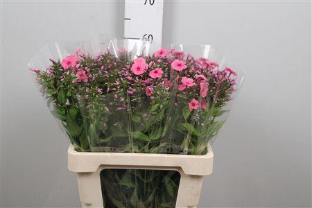 <h4>Phlox P Kiki</h4>