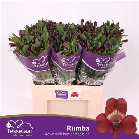 <h4>Alstr Rumba</h4>