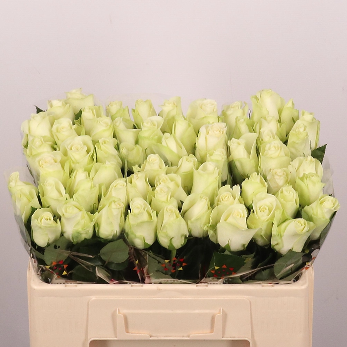 <h4>R Gr Snowstorm+</h4>