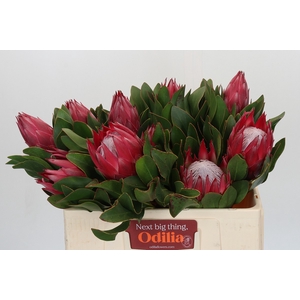 Protea Cynaroides Madiba