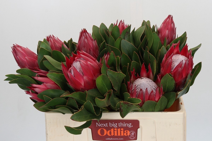 <h4>Protea Cynaroides Madiba</h4>