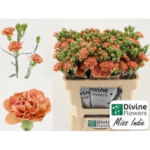 Dianthus TR 'Miss Indie'