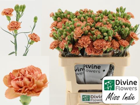 <h4>Dianthus TR 'Miss Indie'</h4>