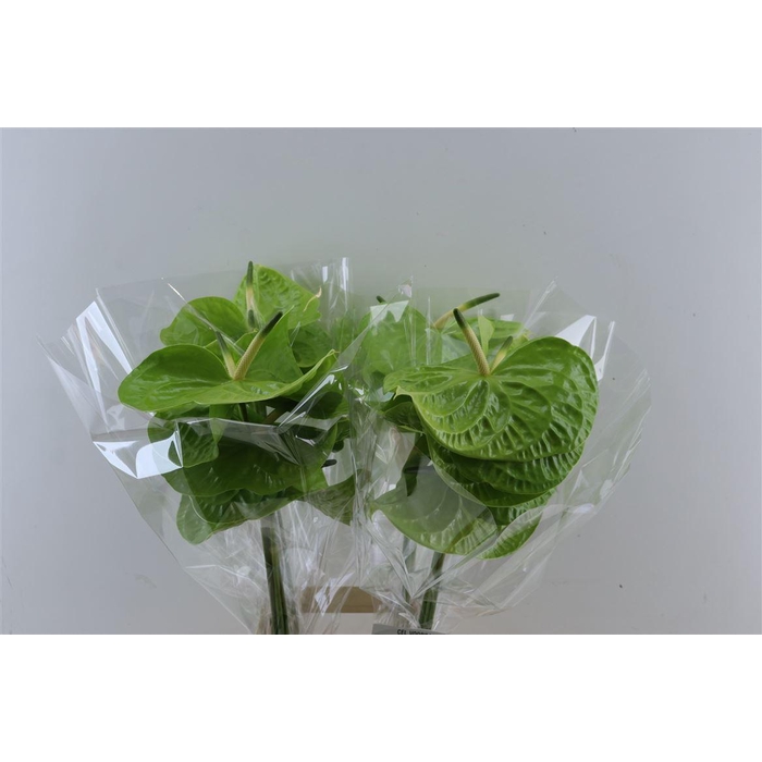 <h4>Anth A Grand Slam</h4>