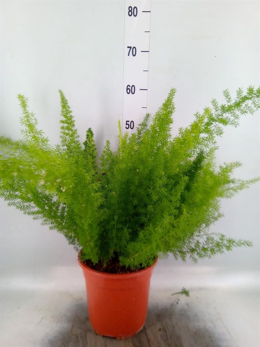 <h4>Asparagus dens. 'Meyers'</h4>