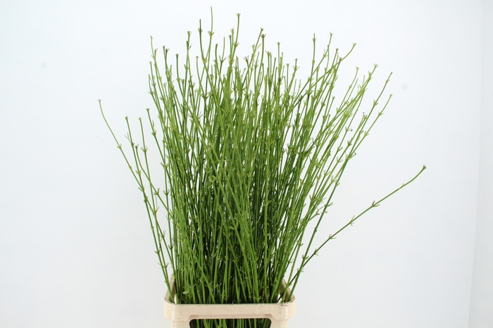 <h4>CORNUS S FLAVIRAMEA</h4>
