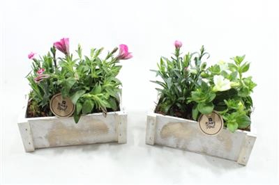 <h4>3913 Hout Bak Plants</h4>