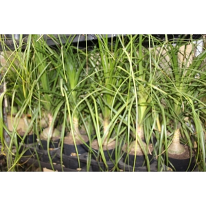 BEAUCARNEA P17