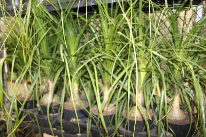 <h4>BEAUCARNEA P17</h4>