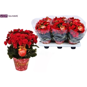 Winterbegonia Grace in Kerstpotcover rood met Grace etiket