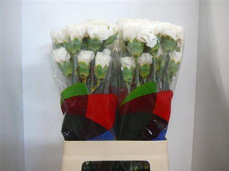 <h4>Di St Diamante</h4>