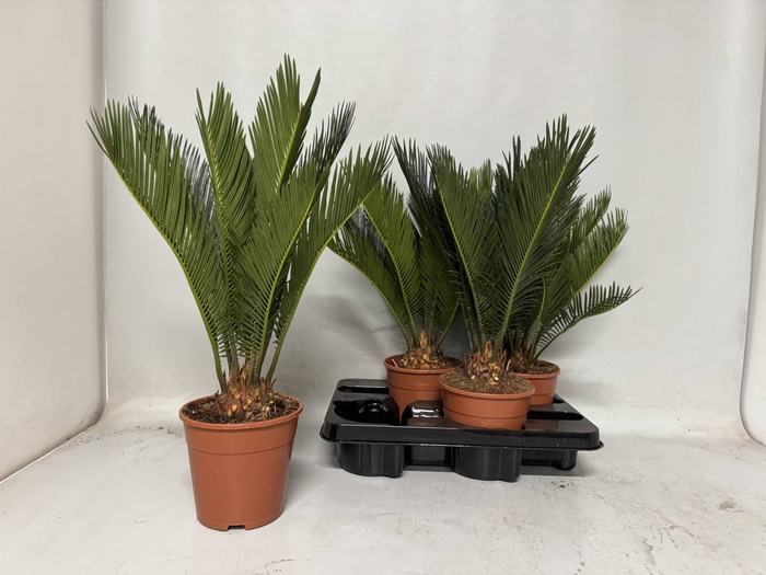 <h4>CYCAS REVOLUTA</h4>