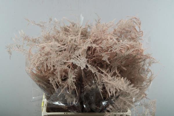 <h4>Asp Middel Getopt Zalm</h4>