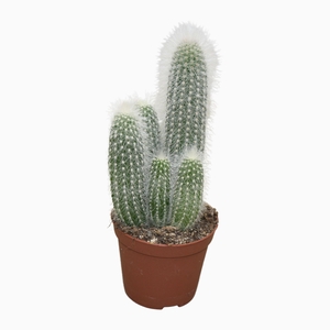 Cleistocactus strausii