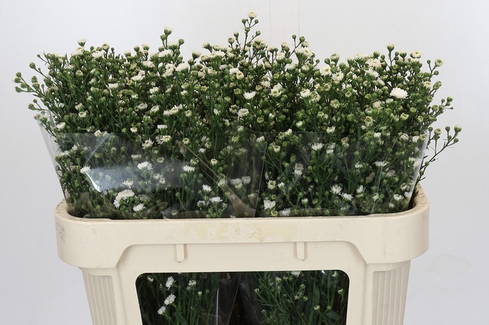 <h4>Aster White Gypsy</h4>