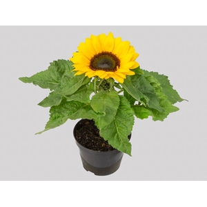 GIRASSOL MINI SUN BRIGHT P11