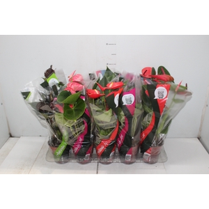 ANTHURIUM VARIADO P12