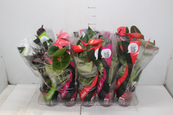 <h4>ANTHURIUM VARIADO P12</h4>