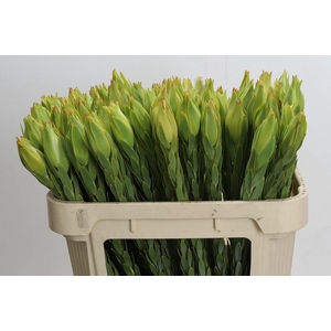 Leucad Procerum 70 Cm