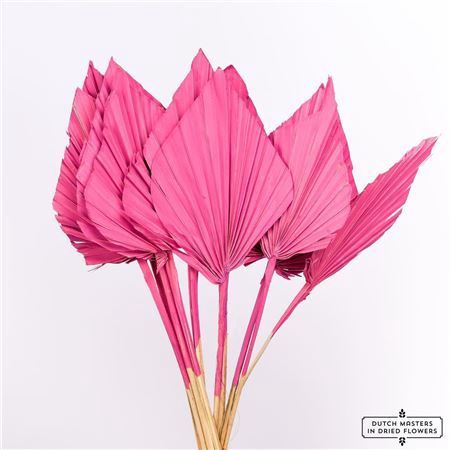 Dried Palm Spear 10pc Cerise Bunch