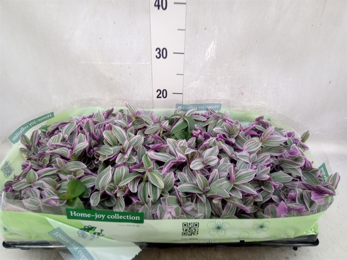 <h4>Tradescantia   ...</h4>