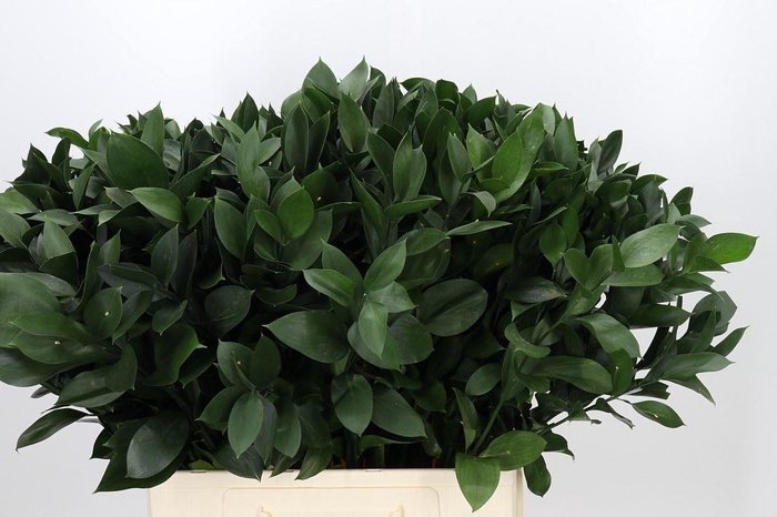 <h4>ŽAL HARD RUSCUS</h4>