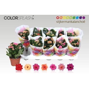 KALAN CALAN MIX COLORSPLASH