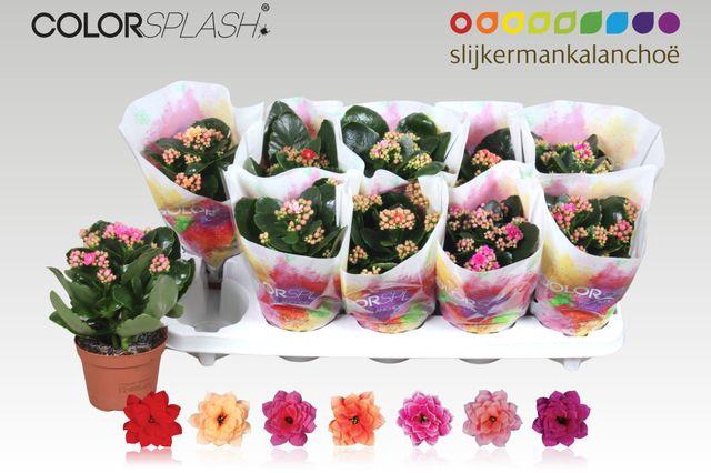 <h4>KALAN CALAN MIX COLORSPLASH</h4>