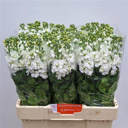 <h4>Matth Aida White</h4>