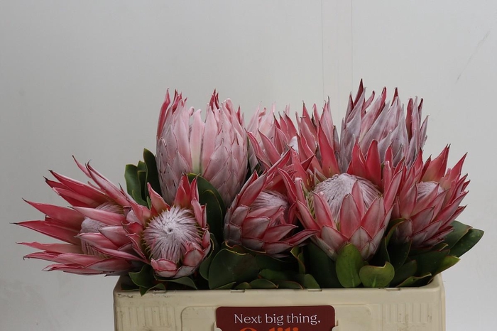 <h4>Protea Cynaroides</h4>