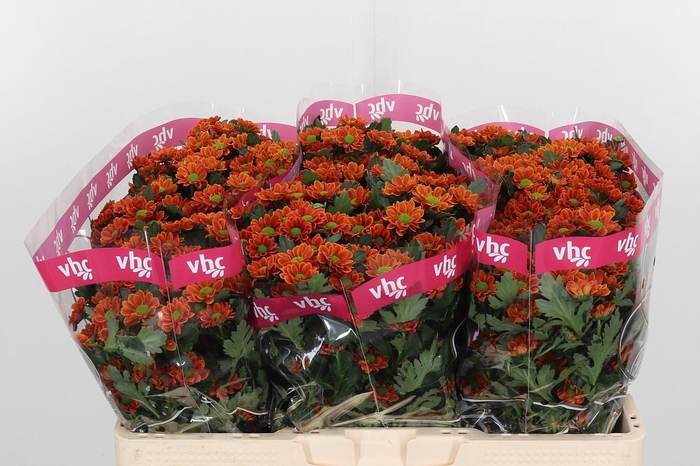 <h4>Chr San Aaa Staryu</h4>