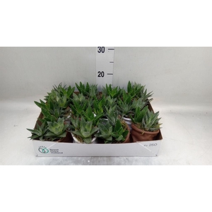 Arr.   Kamerplant Groen L%