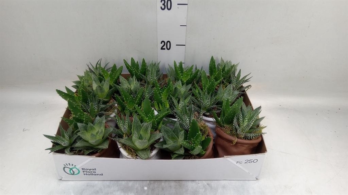<h4>Arr. Kamerplant Groen L%</h4>