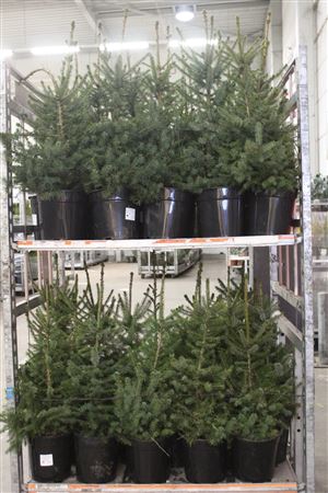 <h4>Picea Omorika</h4>