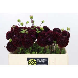 Dahlia Dark Devil