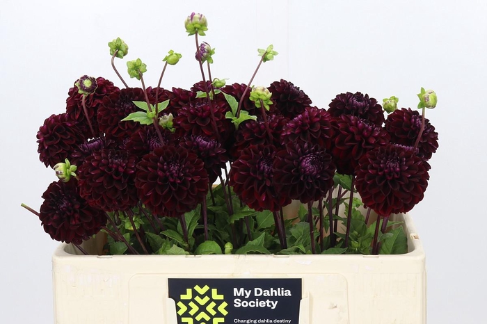 <h4>Dahlia Dark Devil</h4>
