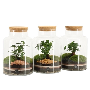 41544: Treasure time arrangement