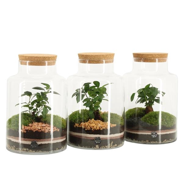 <h4>41544: Treasure time arrangement</h4>