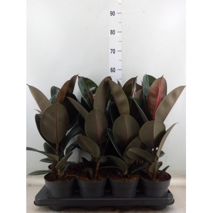 Ficus elastica 'Abidjan'