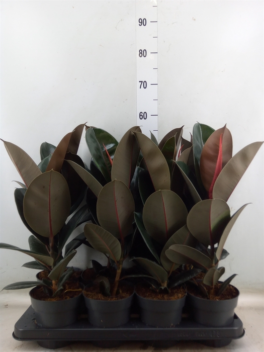 <h4>Ficus elastica 'Abidjan'</h4>